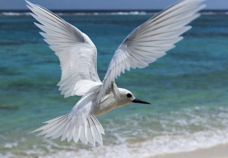 Sea Bird - tail, fly, animal, bird, water, feathers, ocean, lake, wings, big, sea, nature, beak