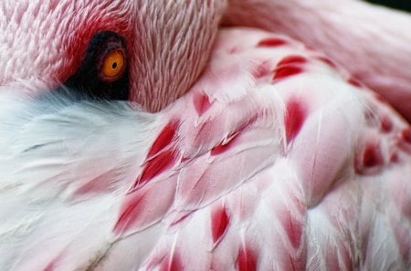 Flamingo - bird, wade, africa, eye, pink, tall, water bird, animal, nature, wings, beak, upclose, feathers