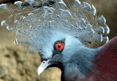 Pidgeon - feathers, wings, crown, eye, red eye, bird, nature, frill, brown, beak, red, blue, animal