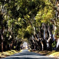 Big Trees Guarding the Road