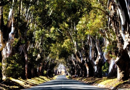 Big Trees Guarding the Road - trees, huge, bark, road, leaves