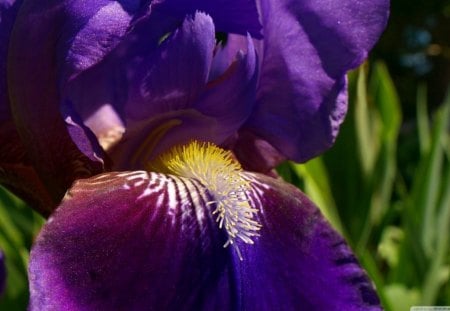 Morning Iris - beauty, purple, stems, bloom, iris, flower