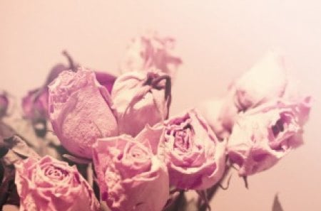 Withered Roses - nature, pink roses, roses, beautiful, flowers, withered