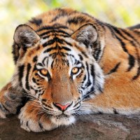 Beautiful Tiger