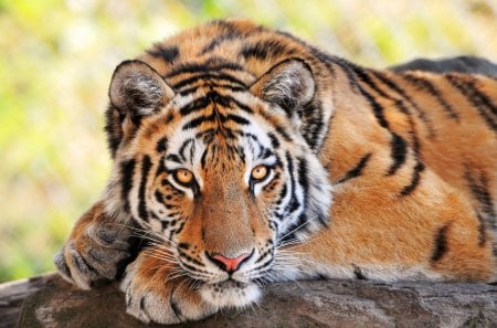 Beautiful Tiger - beautiful, bengal tiger, cats, tiger, animals