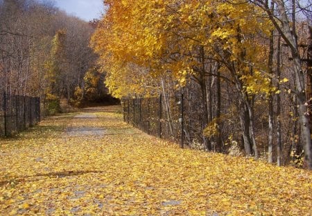 autumn road - trees, yellow, nature, autumn