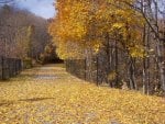 autumn road