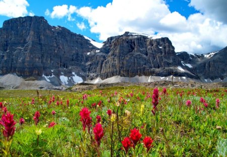 Mountain meadow - summer, beautiful, harmony, grass, fresh, field, floral, nature, meadow, pretty, flowers, sky, peaks, freshness, nice, clouds, slopes, lovely, green