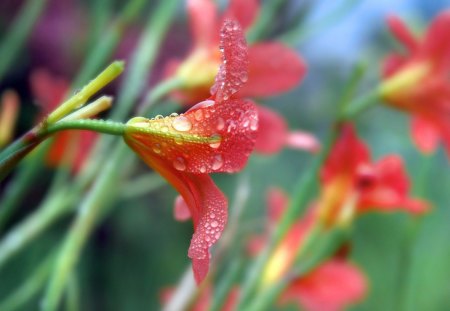 Morning flowers - summer, red, dew, flowers, amazing, grass, morning, nice, field, nature, autumn