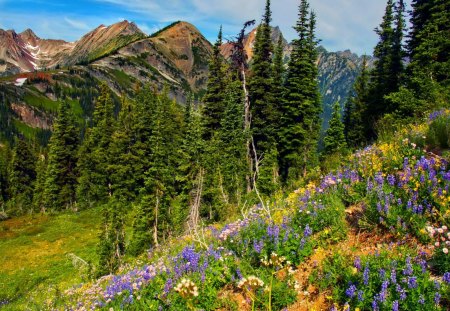 Slope with flowers - nice, slope, sky, freshness, mountain, trees, summer, lovely, nature, mountainscape, pretty, clouds, beautiful, flowers, wildflowers