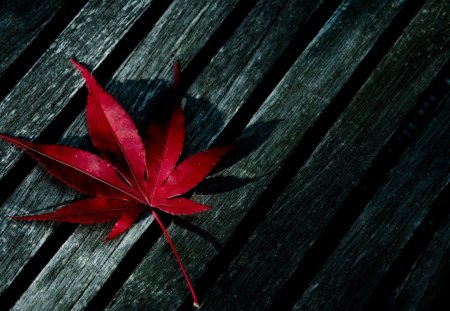 A leaf - autumn, lonely, evening, grey, red, beautiful, bloody, leaf