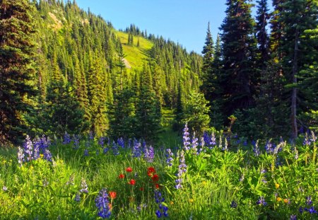 Mountain paradise - pretty, summer, grass, mountain, flowers, fresh, paradise, greenery, mountainscape, trees, lovely, freshness, harmony, wildflowers, nature, beautifuil, green, floral