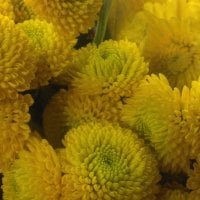 Bouquet Of Yellow Roses