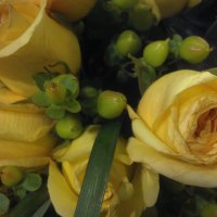 Yellow Rose