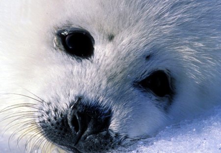 Seal close-up