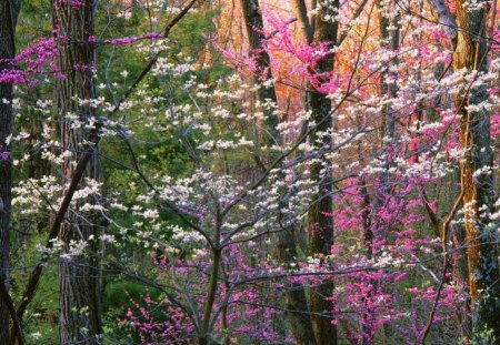 FOREST IN THE SPRING - forests, trees, springtime, whites, pink, seasons, flowers, lavender, purples