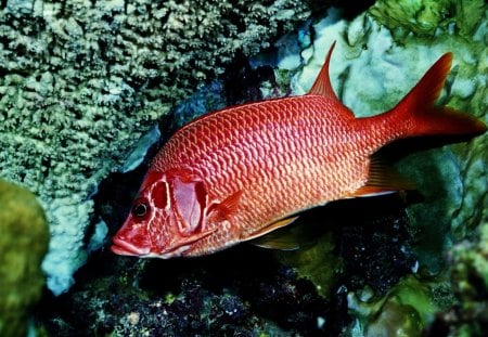 Red Fish - fish, red, rocks, water