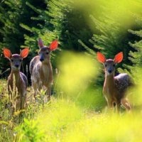 gentle fawns with pink ears