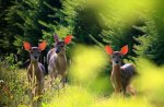 gentle fawns with pink ears