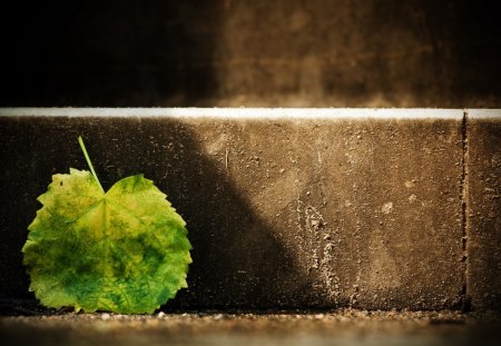 Single Green Leaf - photo, leaf, single, green