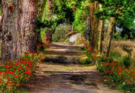 forest road - flowers, forest, grass, trees