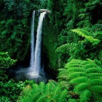 Waterfall in Forest