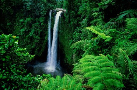 Waterfall in Forest - green, photograph, forest, waterfall