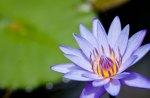 Purple Water Lily