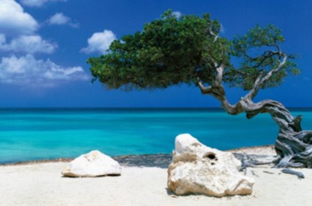 divi divi tree - ocean, nature, beach, tree