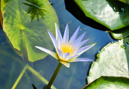 Showered In Sunlight - sunlight, water lily, lily pad, water