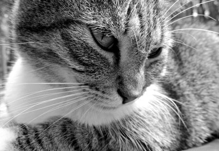 Black and White Beauty - black, white, camo, cat, calico, miss