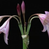 NERINES ON BLACK