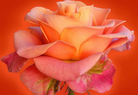 GOLDEN GODDESS - flowers, roses, gardens, regal, beauty, orange, love