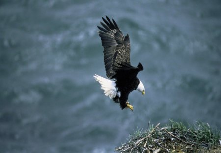 Eagle About To Land - water, eagle, bird, blue