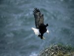 Eagle About To Land