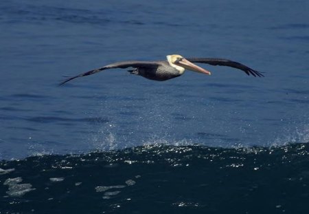 Flying Pelican - sky, pelican, bird, blue