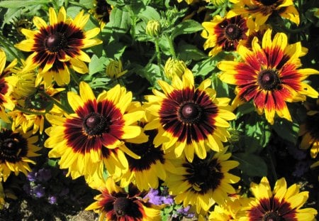 Flowers at the garden in BC - flowers, yellow, brown, green