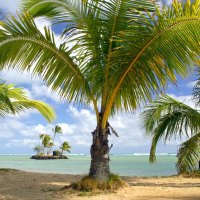 Beautiful Island Beach Palms