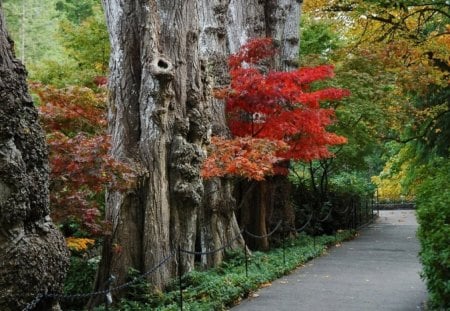 AUTUMN LANE - autumn, trees, lanes, forests, parks, fall, red, green, paths, grass