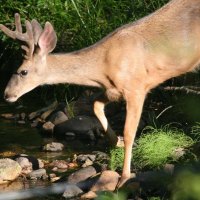 Deer in Forest Stream