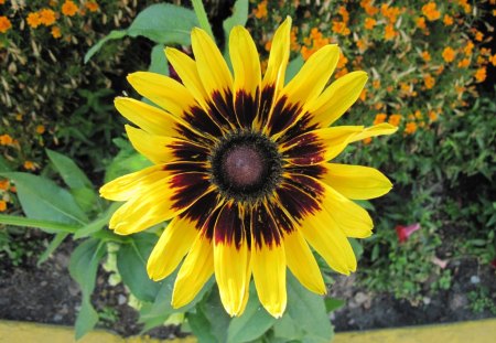 Yellow star flower - Flowers, yellow, green, brown, Photography