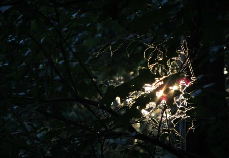 Sunset Through Leaves - sunset, dramatic, through, lighting, leaves