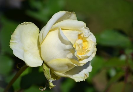 Yellow Rose - rose, flower, yellow, photography