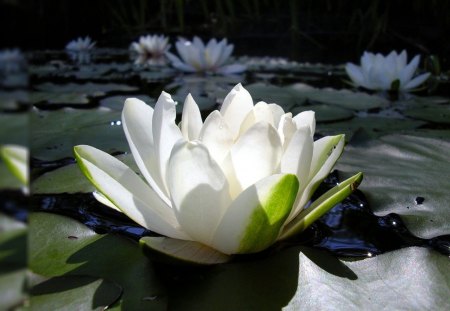 White Lily - white, lily, pad, pond, flower