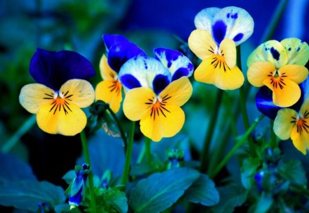 Flowers - flowers, flower, yellow, blue