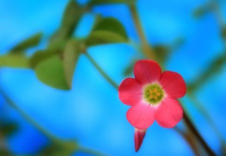 Spring flower - single, flower, pink, spring