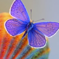 Purple Butterfly