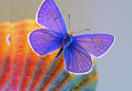 Purple Butterfly - insect, purple, butterfly, cute