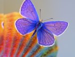 Purple Butterfly