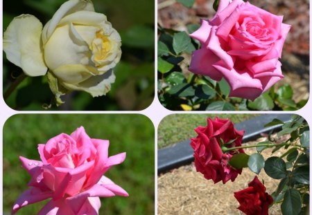 Rose Collage for my sister Kay - collage, roses, flowers, photography